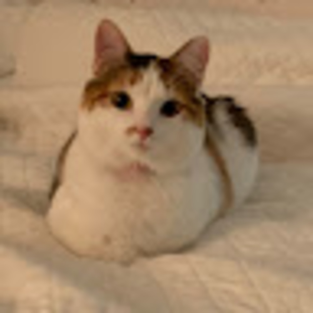 Meet your Posher, Alyssa